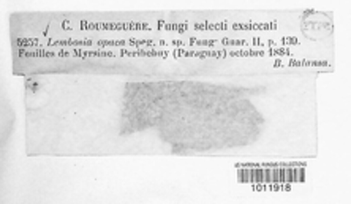 Lembosia opaca image